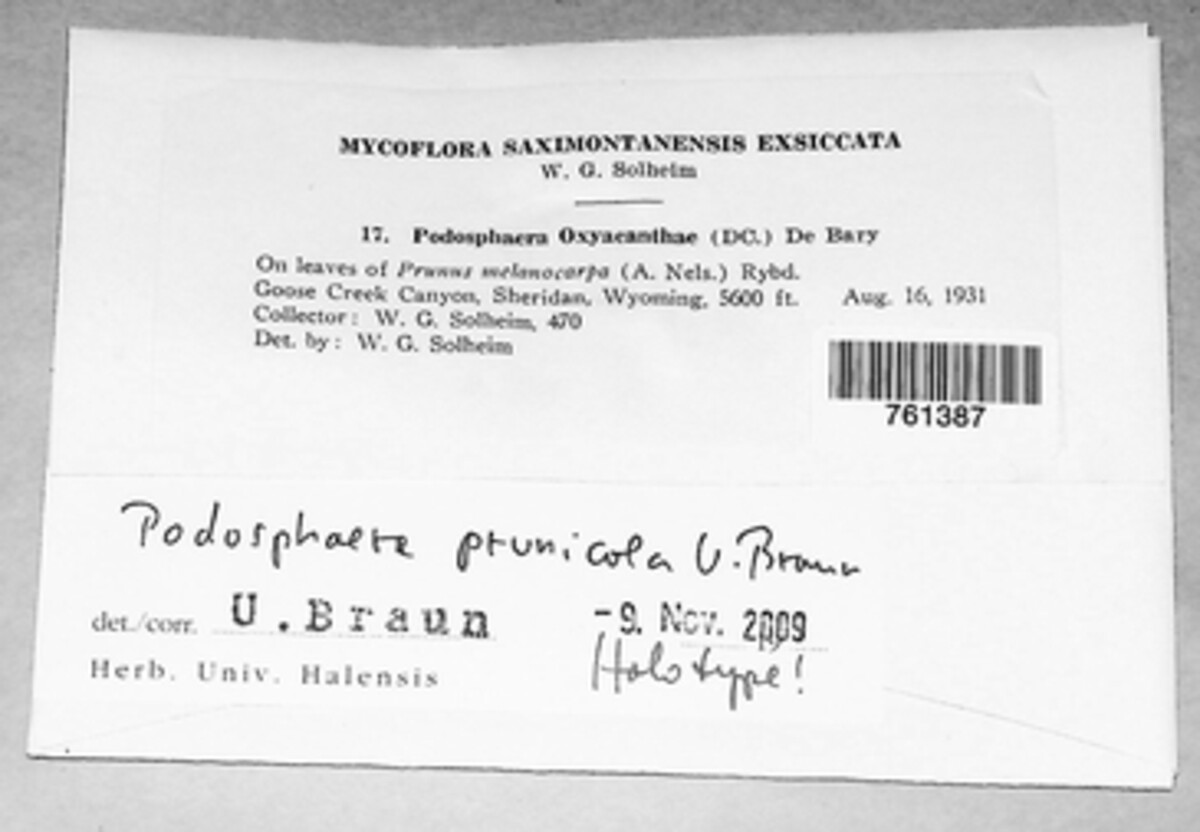 Podosphaera prunicola image